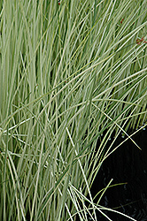White Rush (Scirpus albescens) at The Mustard Seed