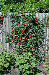 Major Wheeler Coral Honeysuckle (Lonicera sempervirens 'Major Wheeler') at The Mustard Seed