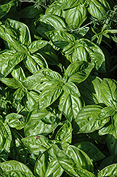 Genovese Compact Basil (Ocimum basilicum 'Genovese Compact') at The Mustard Seed
