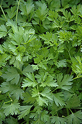 Italian Parsley (Petroselinum crispum 'var. neapolitanum') at The Mustard Seed