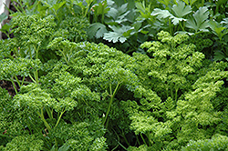 Curly Parsley (Petroselinum crispum 'var. crispum') at The Mustard Seed