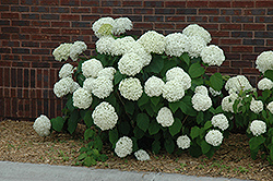 Incrediball Hydrangea (Hydrangea arborescens 'Abetwo') at The Mustard Seed