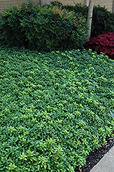Green Sheen Japanese Spurge (Pachysandra terminalis 'Green Sheen') at The Mustard Seed