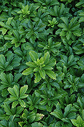 Green Sheen Japanese Spurge (Pachysandra terminalis 'Green Sheen') at The Mustard Seed