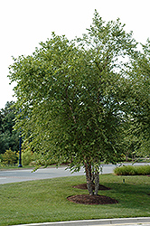 River Birch (clump) (Betula nigra '(clump)') at The Mustard Seed