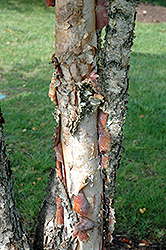 Heritage River Birch (clump) (Betula nigra 'Heritage (clump)') at The Mustard Seed