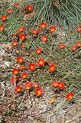 RioGrande Orange Portulaca (Portulaca oleracea 'KLEPO14824') at The Mustard Seed