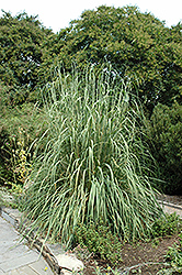 Ravenna Grass (Erianthus ravennae) at The Mustard Seed