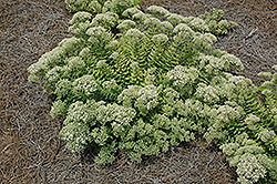 Crystal Pink Stonecrop (Sedum spectabile 'Crystal Pink') at The Mustard Seed