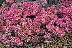 Dazzleberry Stonecrop (Sedum 'Dazzleberry') at The Mustard Seed