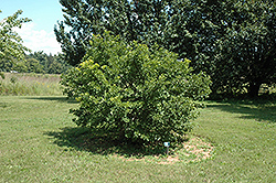 Jade Butterflies Ginkgo (Ginkgo biloba 'Jade Butterflies') at The Mustard Seed
