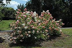 Vanilla Strawberry Hydrangea (Hydrangea paniculata 'Renhy') at The Mustard Seed