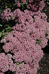 Lime Zinger Stonecrop (Sedum 'Lime Zinger') at The Mustard Seed