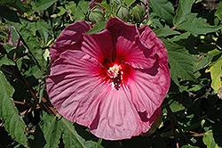 Summerific Berrylicious Hibiscus (Hibiscus 'Berrylicious') at The Mustard Seed