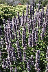 Blue Fortune Anise Hyssop (Agastache 'Blue Fortune') at The Mustard Seed