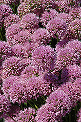 Millenium Ornamental Onion (Allium 'Millenium') at The Mustard Seed