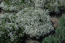 Summer Sparkles Baby's Breath (Gypsophila paniculata 'ESM Chispa') at The Mustard Seed