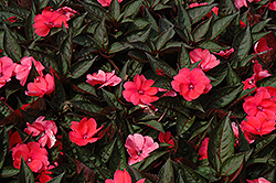 SunPatiens Compact Deep Rose New Guinea Impatiens (Impatiens 'SakimP017') at The Mustard Seed