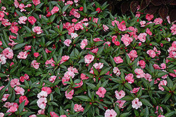 SunPatiens Spreading Pink Flash New Guinea Impatiens (Impatiens 'SunPatiens Spreading Pink Flash') at The Mustard Seed
