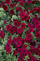 Easy Wave Burgundy Velour Petunia (Petunia 'Easy Wave Burgundy Velour') at The Mustard Seed