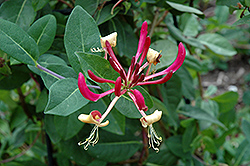 Peaches And Cream Honeysuckle (Lonicera periclymenum 'Peaches And Cream') at The Mustard Seed