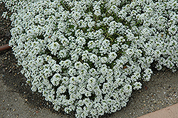 Clear Crystal White Sweet Alyssum (Lobularia maritima 'Clear Crystal White') at The Mustard Seed