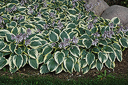 First Frost Hosta (Hosta 'First Frost') at The Mustard Seed