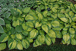 Paradigm Hosta (Hosta 'Paradigm') at The Mustard Seed
