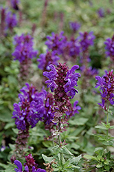 Blue Marvel Meadow Sage (Salvia nemorosa 'Blue Marvel') at The Mustard Seed