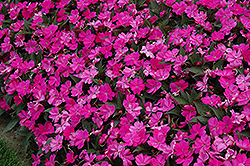 SunPatiens Compact Lilac New Guinea Impatiens (Impatiens 'SakimP063') at The Mustard Seed