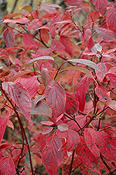 Red Osier Dogwood (Cornus sericea) at The Mustard Seed