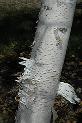 Paper Birch (Betula papyrifera) at The Mustard Seed