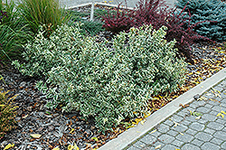 Cool Splash Bush Honeysuckle (Diervilla sessilifolia 'LPDC Podaras') at The Mustard Seed