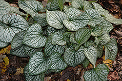 Jack Frost Bugloss (Brunnera macrophylla 'Jack Frost') at The Mustard Seed