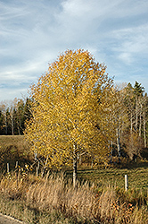 Trembling Aspen (Populus tremuloides) at The Mustard Seed