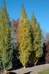 Parkland Pillar Japanese White Birch (Betula platyphylla 'Jefpark') at The Mustard Seed