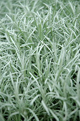 Curry Plant (Helichrysum italicum) at The Mustard Seed