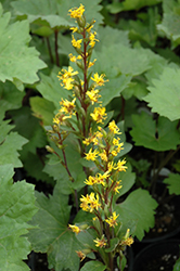 Bottle Rocket Rayflower (Ligularia 'Bottle Rocket') at The Mustard Seed