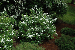 Tor Spirea (Spiraea betulifolia 'Tor') at The Mustard Seed