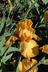 Avalon Sunset (Iris 'Avalon Sunset') at The Mustard Seed