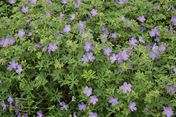 Johnson's Blue Cranesbill (Geranium 'Johnson's Blue') at The Mustard Seed