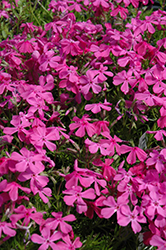 Drummond's Pink Moss Phlox (Phlox subulata 'Drummond's Pink') at The Mustard Seed