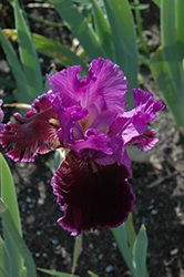 Violet Turner Iris (Iris 'Violet Turner') at The Mustard Seed