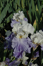 Stairway To Heaven Iris (Iris 'Stairway To Heaven') at The Mustard Seed