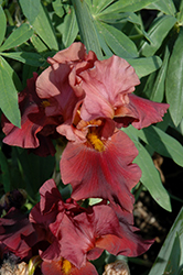 War Chief Iris (Iris 'War Chief') at The Mustard Seed