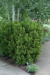 Hicks Yew (Taxus x media 'Hicksii') at The Mustard Seed