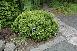 Golden Pin Cushion Falsecypress (Chamaecyparis pisifera 'Golden Pin Cushion') at The Mustard Seed
