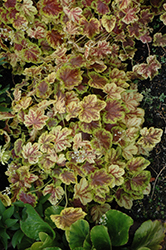 Solar Eclipse Foamy Bells (Heucherella 'Solar Eclipse') at The Mustard Seed