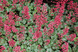 Paris Coral Bells (Heuchera 'Paris') at The Mustard Seed