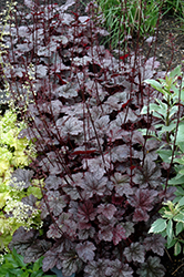 Plum Pudding Coral Bells (Heuchera 'Plum Pudding') at The Mustard Seed